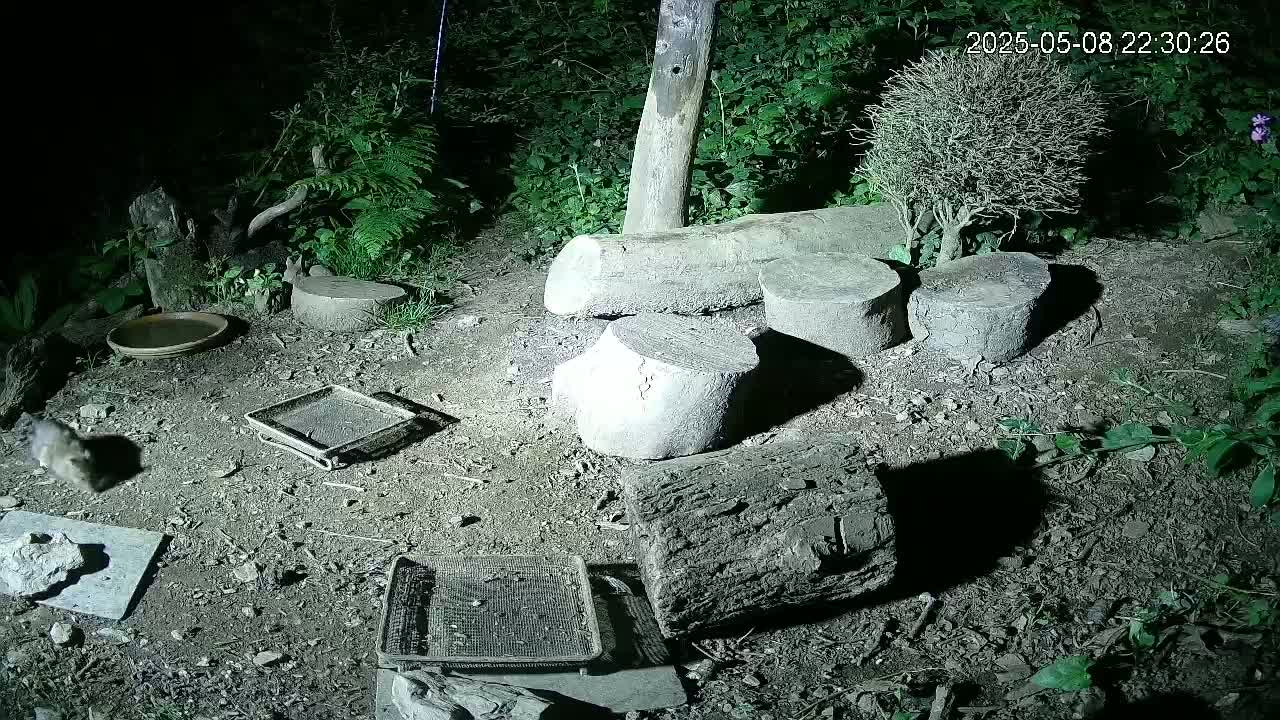 A small animal is near several cut logs and other objects on the ground at night, illuminated by an artificial light source.