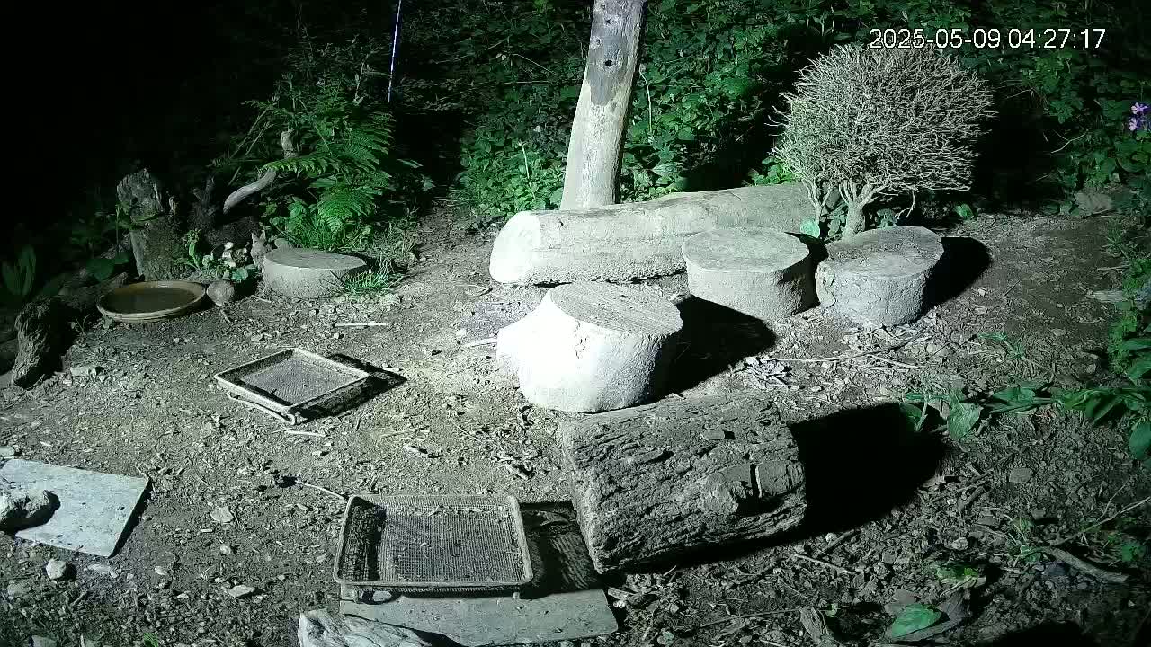 A nighttime outdoor scene shows several cut logs and two small wire mesh trays on the ground near a shallow dish, surrounded by various plants and some rocks.