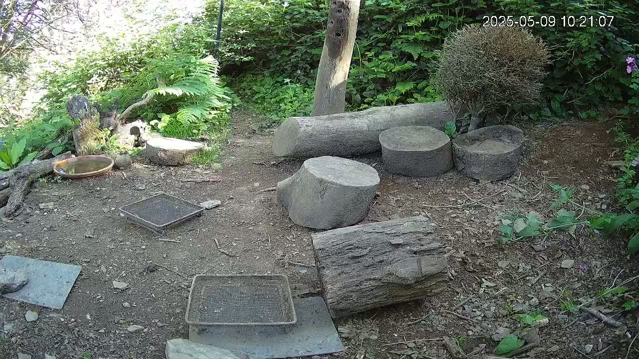 A shady outdoor ground area contains several cut tree logs, small metal screens, a shallow dish, and various small rocks and plants.