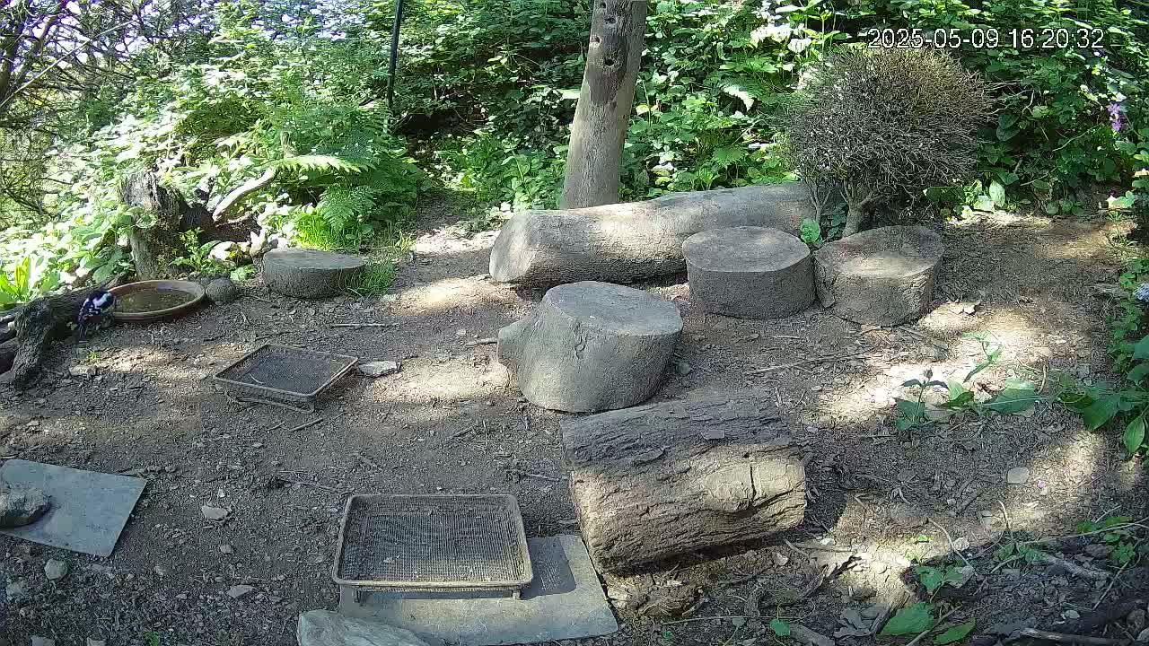 A bird stands near a shallow dish of water on the ground in a shady, wooded area with several tree stumps and two wire mesh trays.