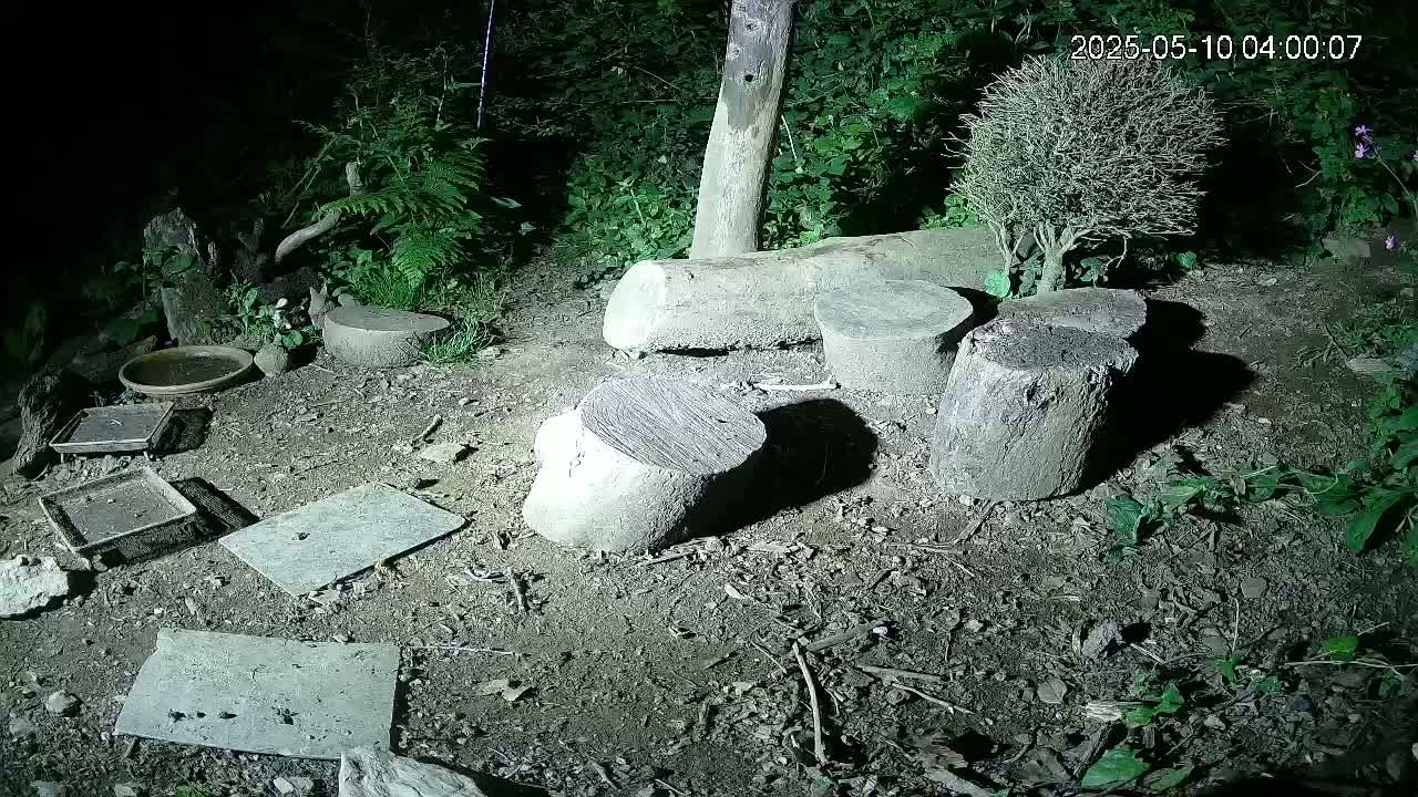 At night, several tree stumps and flat stones are scattered on the ground amongst low-lying vegetation, near shallow dishes and small containers.