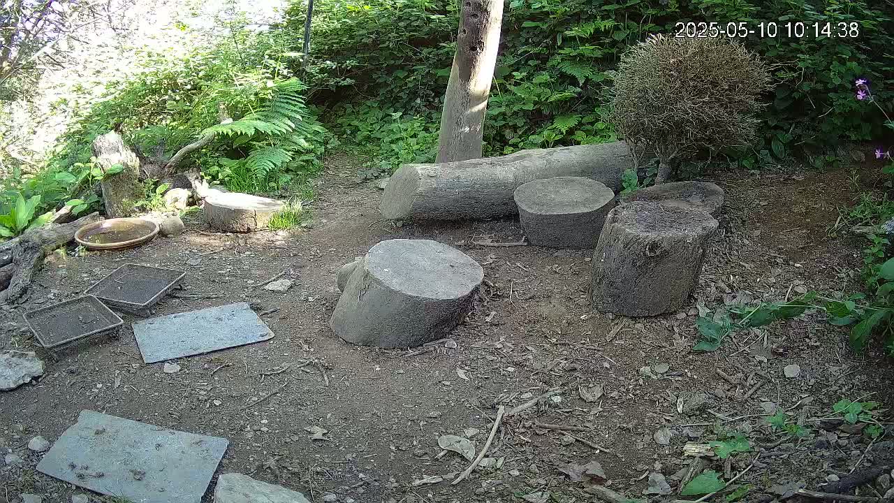 A shaded, dirt ground area in a lush green garden contains several tree stumps of varying sizes, a shallow dish, and several small, flat gray objects.