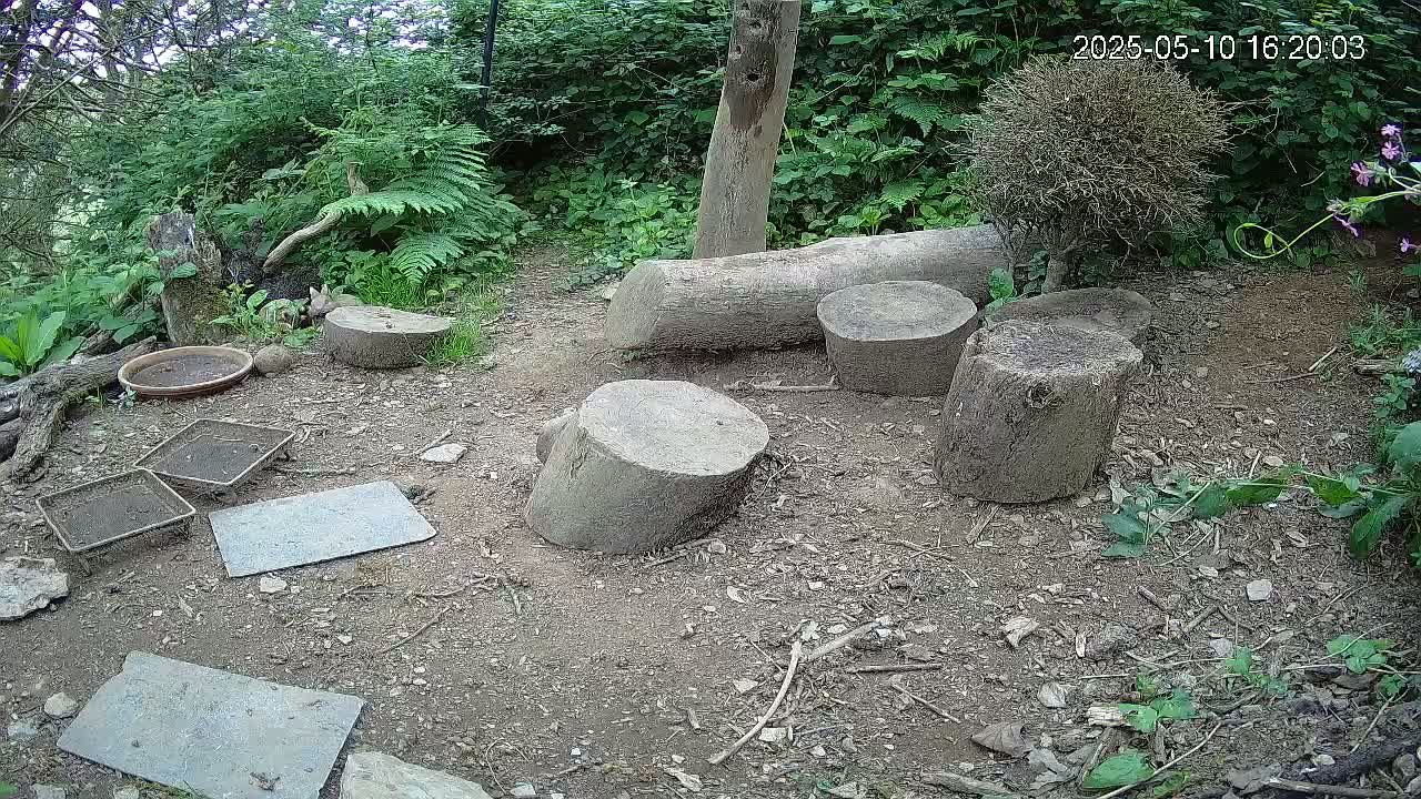 Several tree stumps and flat stones are arranged on the ground in a wooded area, with a shallow dish and small wire mesh containers nearby.