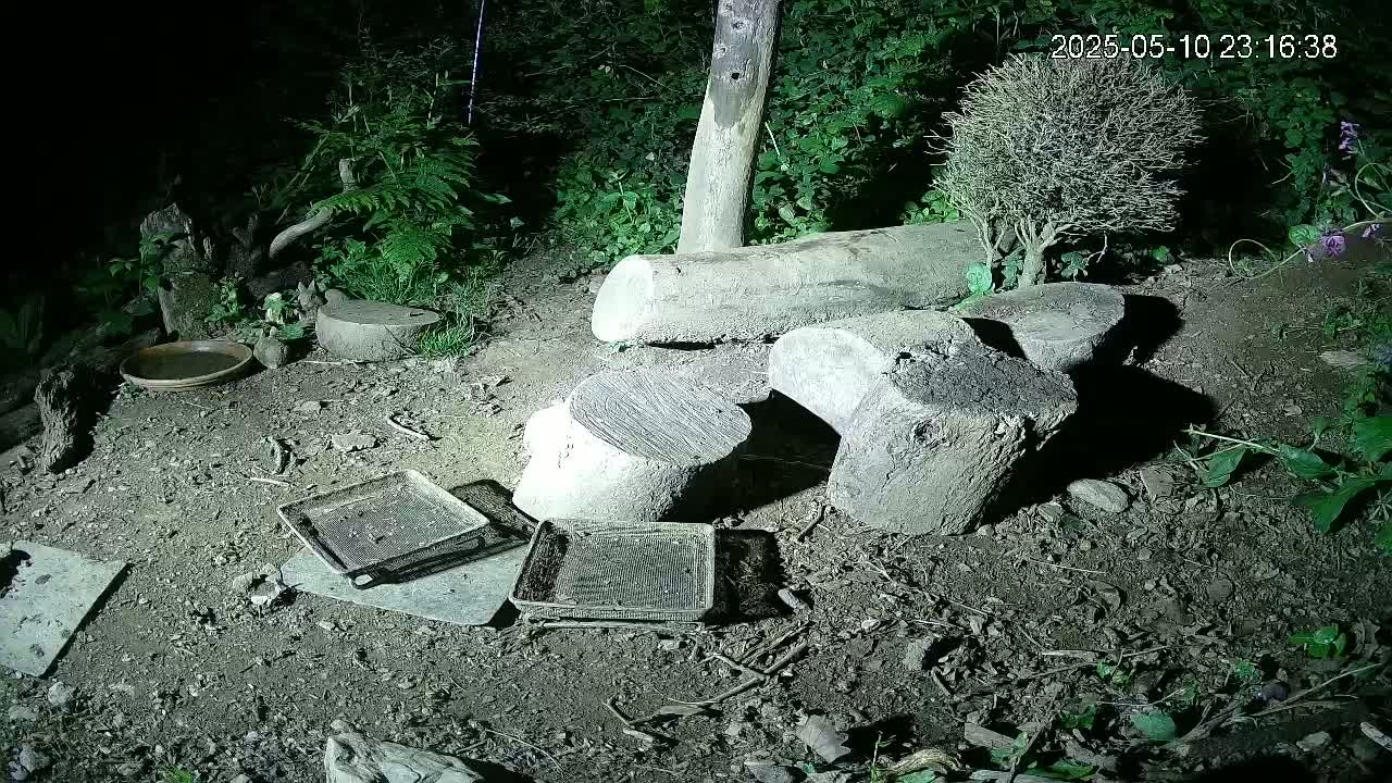 At night, several tree stumps and small trays are scattered on the ground amongst low-lying vegetation.