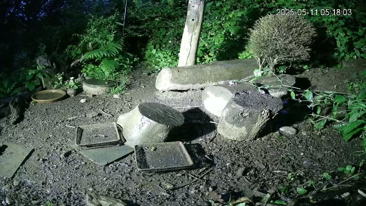 Muddy ground strewn with several shallow trays and cut tree stumps, surrounded by lush green vegetation at night.
