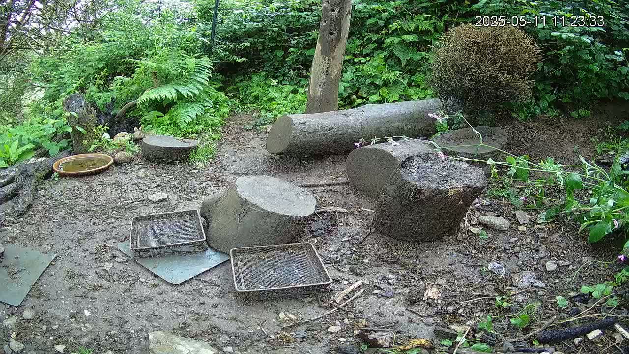 A muddy outdoor area with several cut logs, shallow dishes, and wire mesh trays surrounded by lush green vegetation.