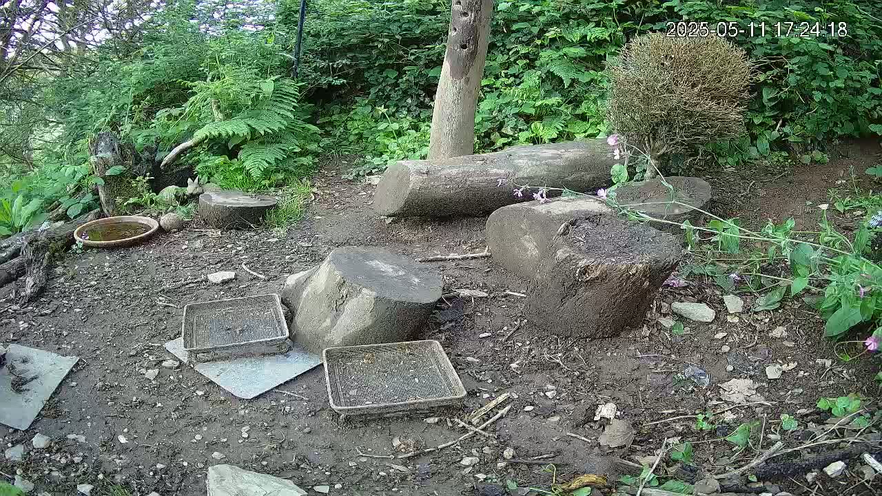 A muddy ground area, surrounded by lush green vegetation, contains several tree stumps, a shallow dish of water, and several small, mesh containers.