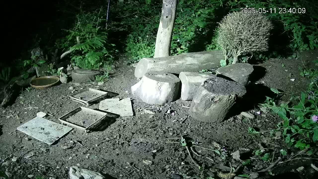 A nighttime, muddy ground scene features several cut tree logs, a small bowl, several shallow trays, and various plants under a dim light source.