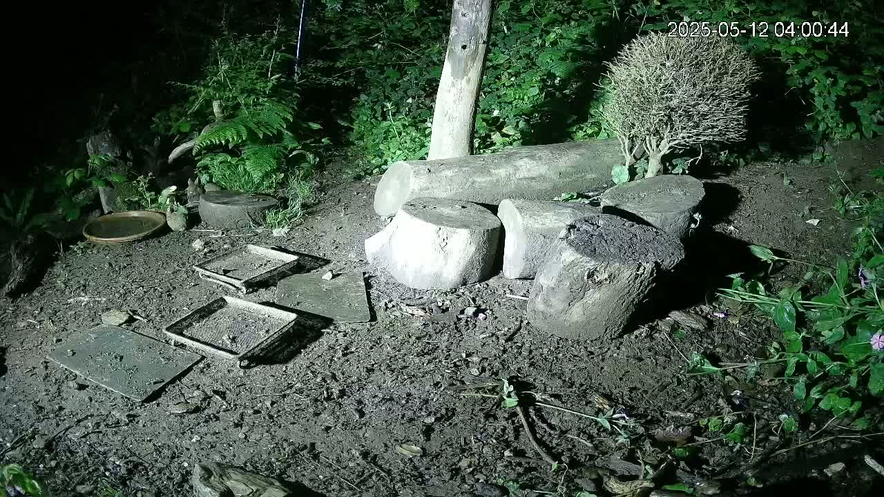 Muddy ground at night is littered with several shallow trays, tree stumps, and small plants, illuminated by an artificial light source.