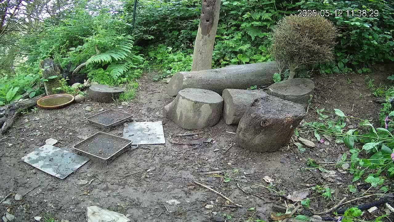 A muddy outdoor ground is strewn with several cut logs, small trays, and a shallow dish, surrounded by lush green vegetation.