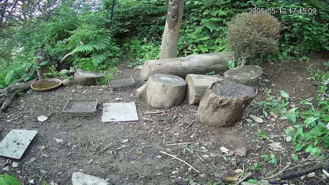 A small animal rests near several cut tree stumps and shallow trays on the ground in a wooded area.