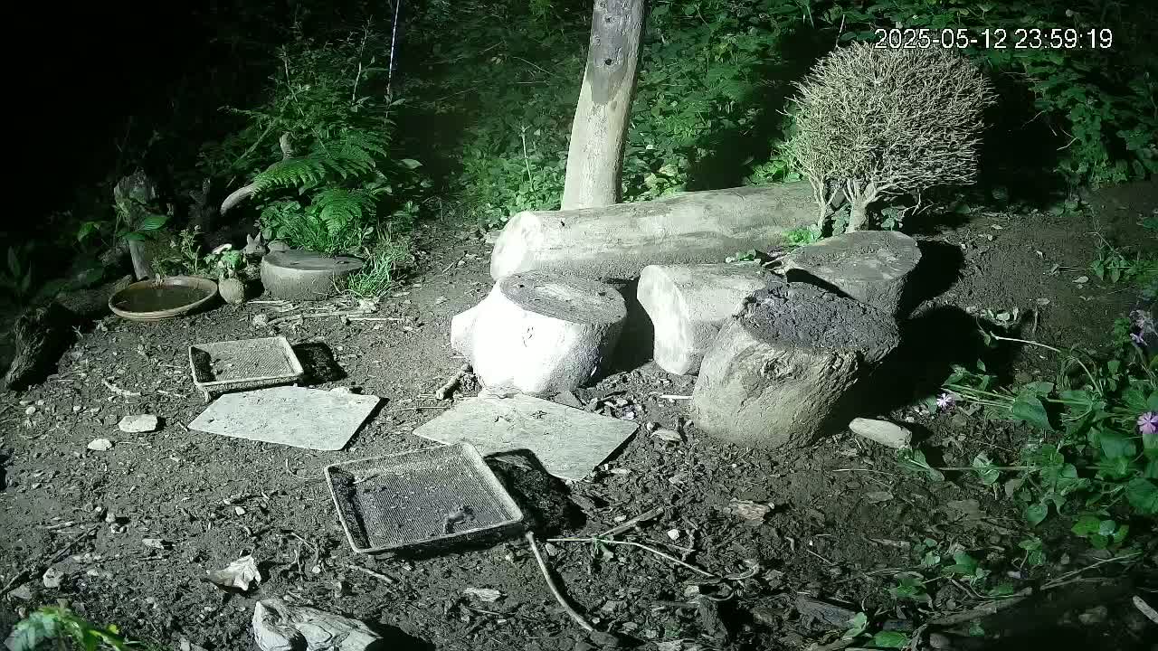 At night, under artificial light, several flat, square objects and a small bowl sit on the damp ground near some logs and a small, leafless bush in a wooded area.