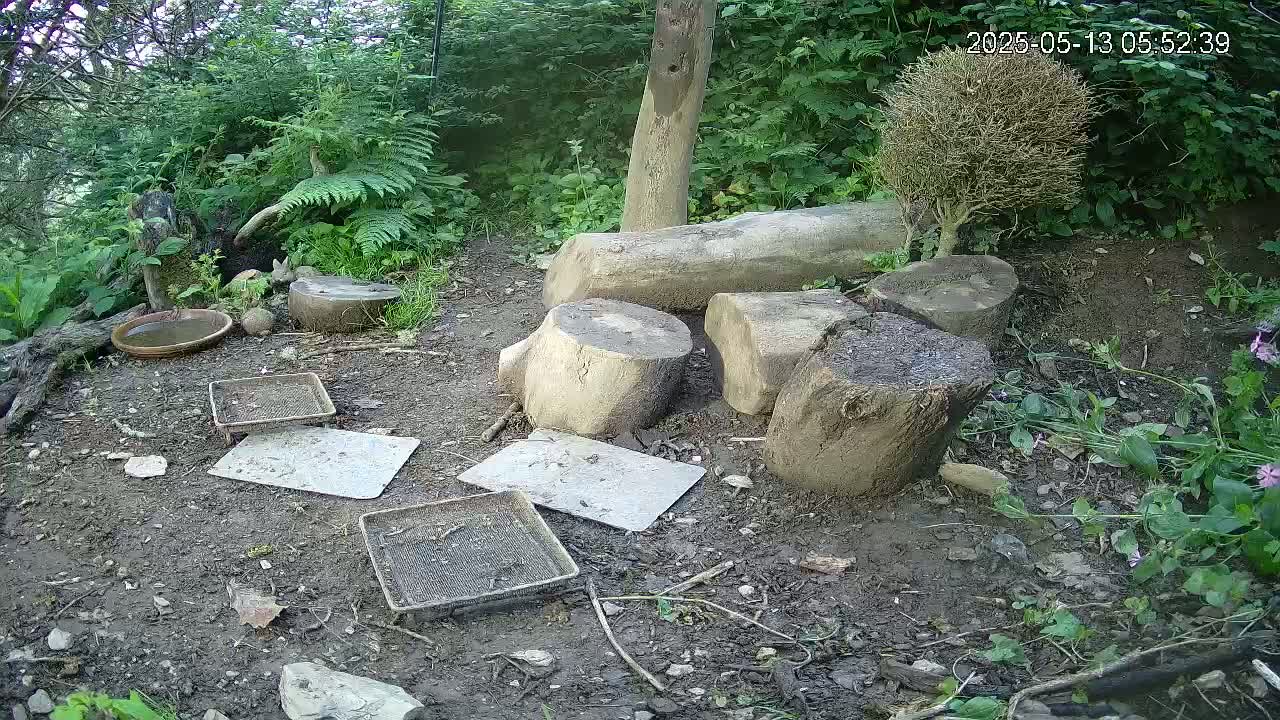 Cornwall, Badgers Watching Pigeon Feeder Live Cam -  Helston, Cornwall, South West, England, United Kingdom