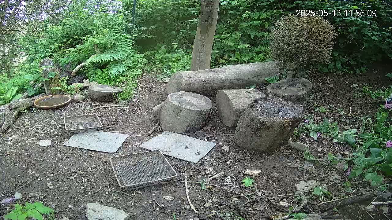 Several tree stumps and flat stones are scattered on the ground amidst lush green vegetation and a shallow dish, in what appears to be a shaded outdoor area.