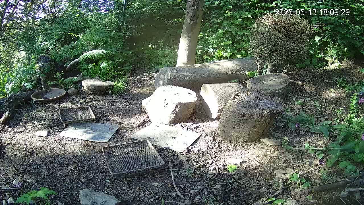 A sunny woodland scene shows several small animals near a shallow dish and several flat trays on the ground, surrounded by tree stumps, logs, and lush green vegetation.