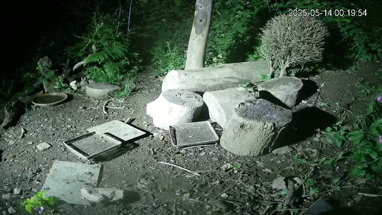 Cornwall, Badgers Watching Pigeon Feeder Live Cam -  Helston, Cornwall, South West, England, United Kingdom