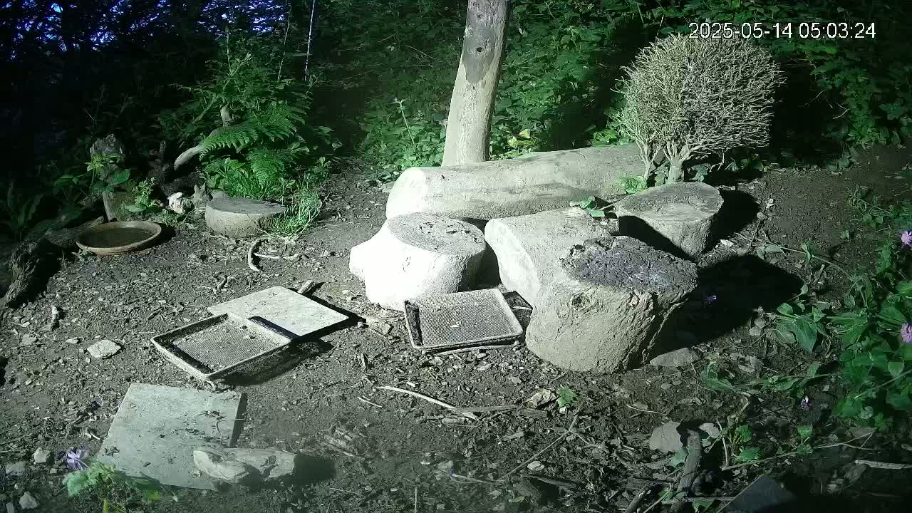 Cornwall, Badgers Watching Pigeon Feeder Live Cam -  Helston, Cornwall, South West, England, United Kingdom