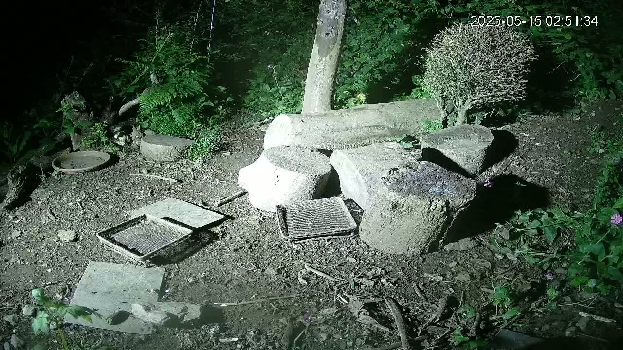 Cornwall, Badgers Watching Pigeon Feeder Live Cam -  Helston, Cornwall, South West, England, United Kingdom