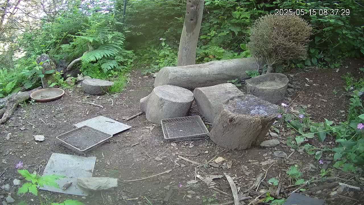 Several tree stumps and shallow trays are scattered on the ground in a shaded, leafy outdoor area.