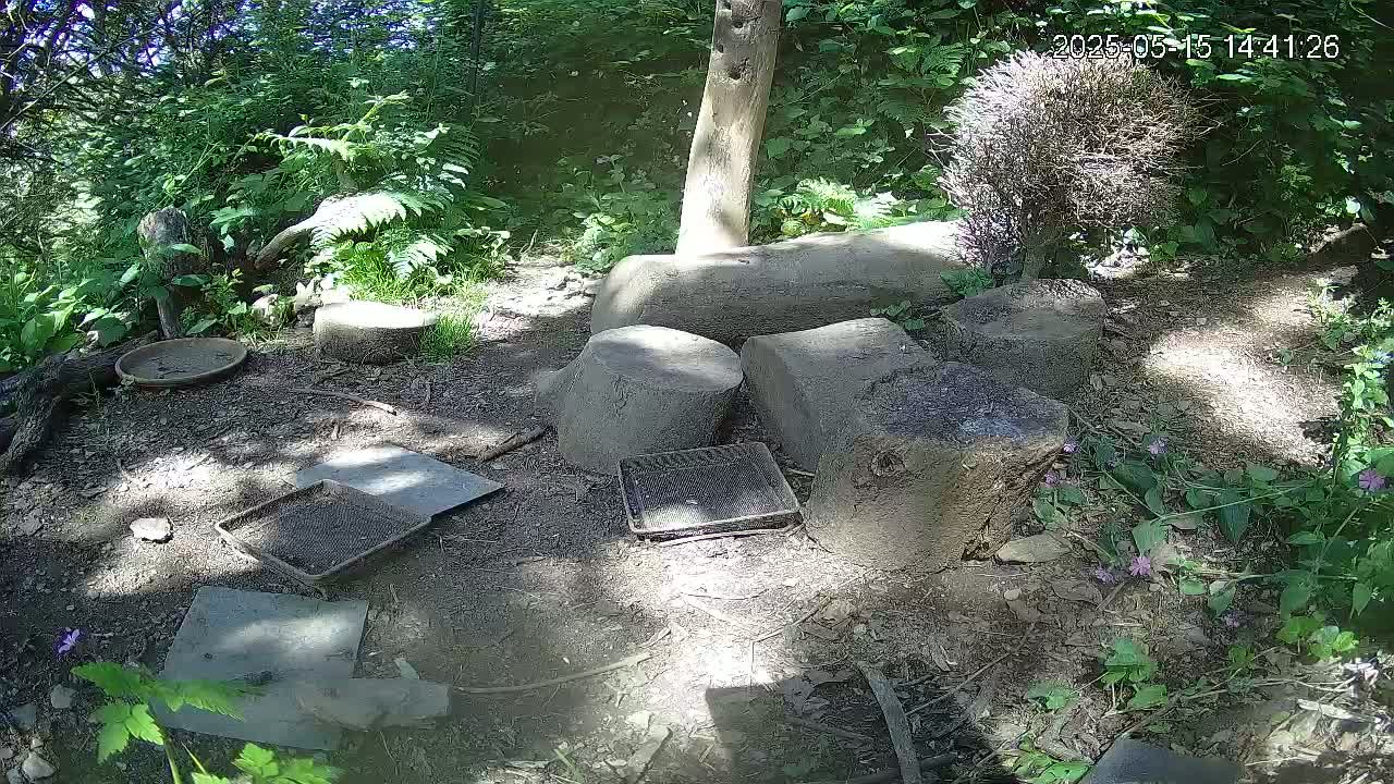 A shady woodland area contains several flat stones and tree stumps, along with small containers and dishes scattered on the ground.