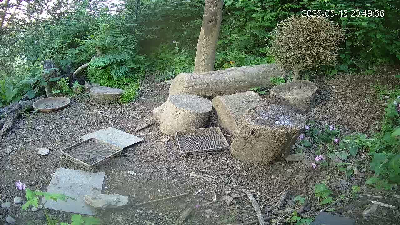Several tree stumps and small, shallow trays are scattered on the ground amidst lush green vegetation in a shady outdoor setting.