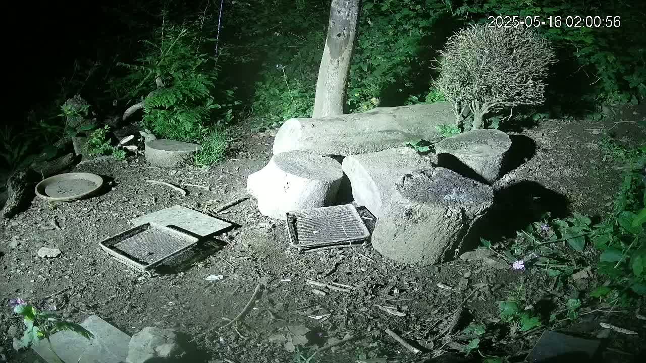 Cornwall, Badgers Watching Pigeon Feeder Live Cam -  Helston, Cornwall, South West, England, United Kingdom