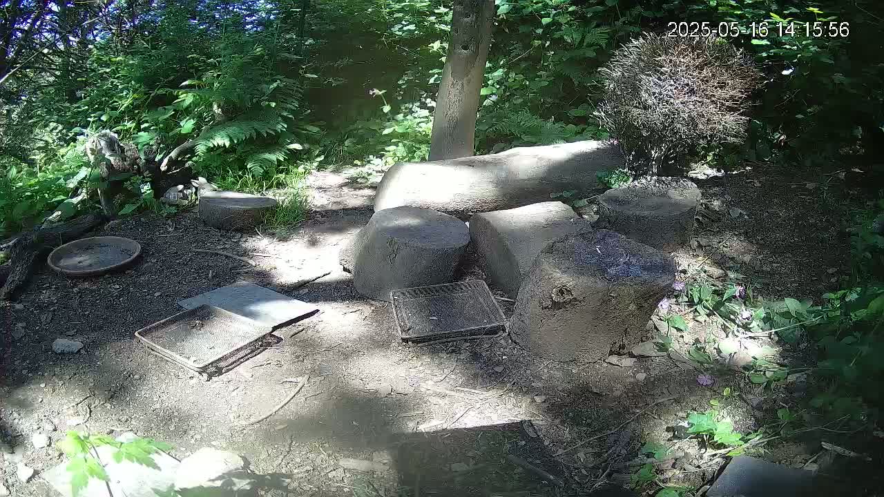 Sun-dappled woodland ground littered with several stones, flat pieces of concrete, and metal trays, surrounded by lush green vegetation.
