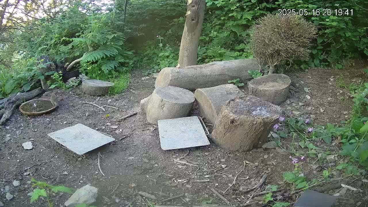 A small, shaded outdoor area with a bird bath, several tree stumps, two flat gray stones, and sparse ground cover.