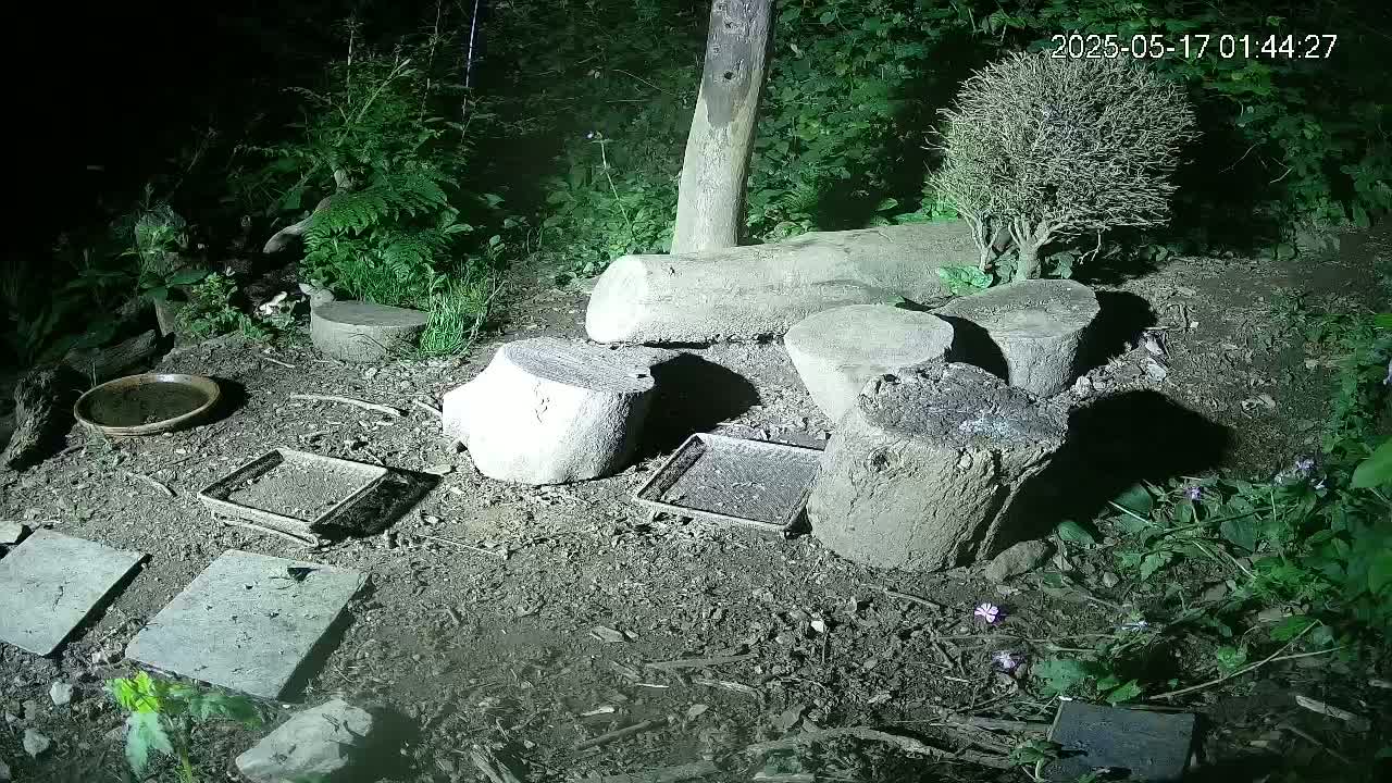 Cornwall, Badgers Watching Pigeon Feeder Live Cam -  Helston, Cornwall, South West, England, United Kingdom