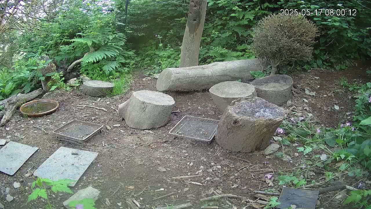 A ground-level view of a woodland garden area with several tree stumps, small trays, stepping stones, and a bird bath, surrounded by lush green foliage and a few small pink flowers under an overcast sky.