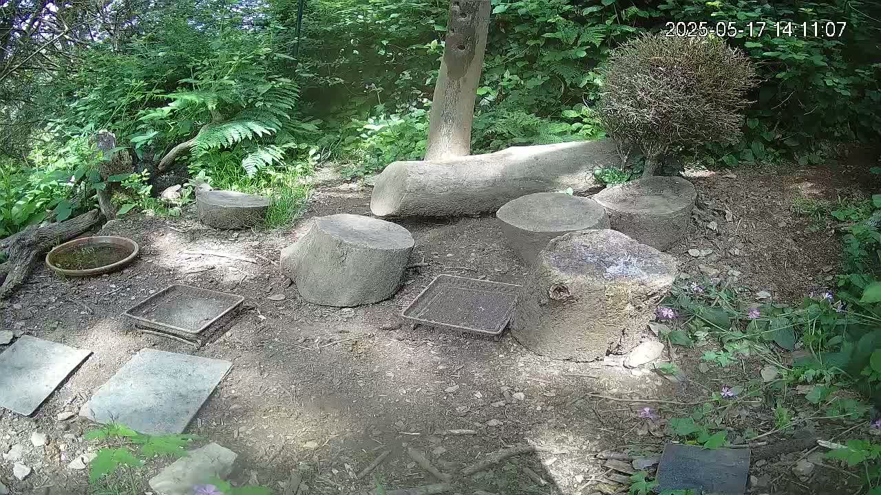 A shaded woodland area contains several tree stumps arranged as seating, along with small, flat stones, shallow trays, and a birdbath.
