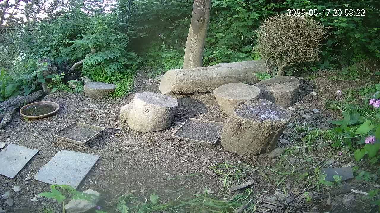 A bird feeding station in a wooded area contains several small dishes, a water bowl, tree stumps, and stepping stones on the ground.