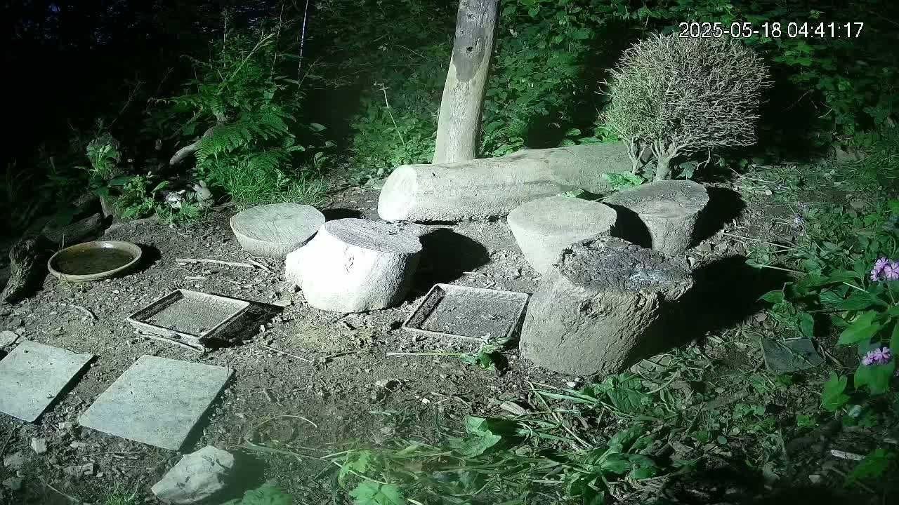 Cornwall, Badgers Watching Pigeon Feeder Live Cam -  Helston, Cornwall, South West, England, United Kingdom