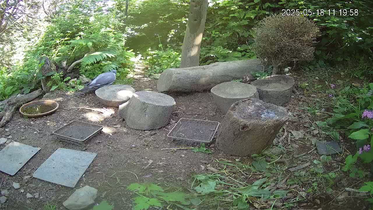 A bird is near a small, partially shaded outdoor area with a bird bath, several tree stumps, and small square trays on the ground.