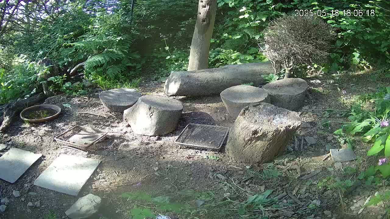 Several tree stumps form a seating area in a shaded, leafy woodland setting on a sunny day.