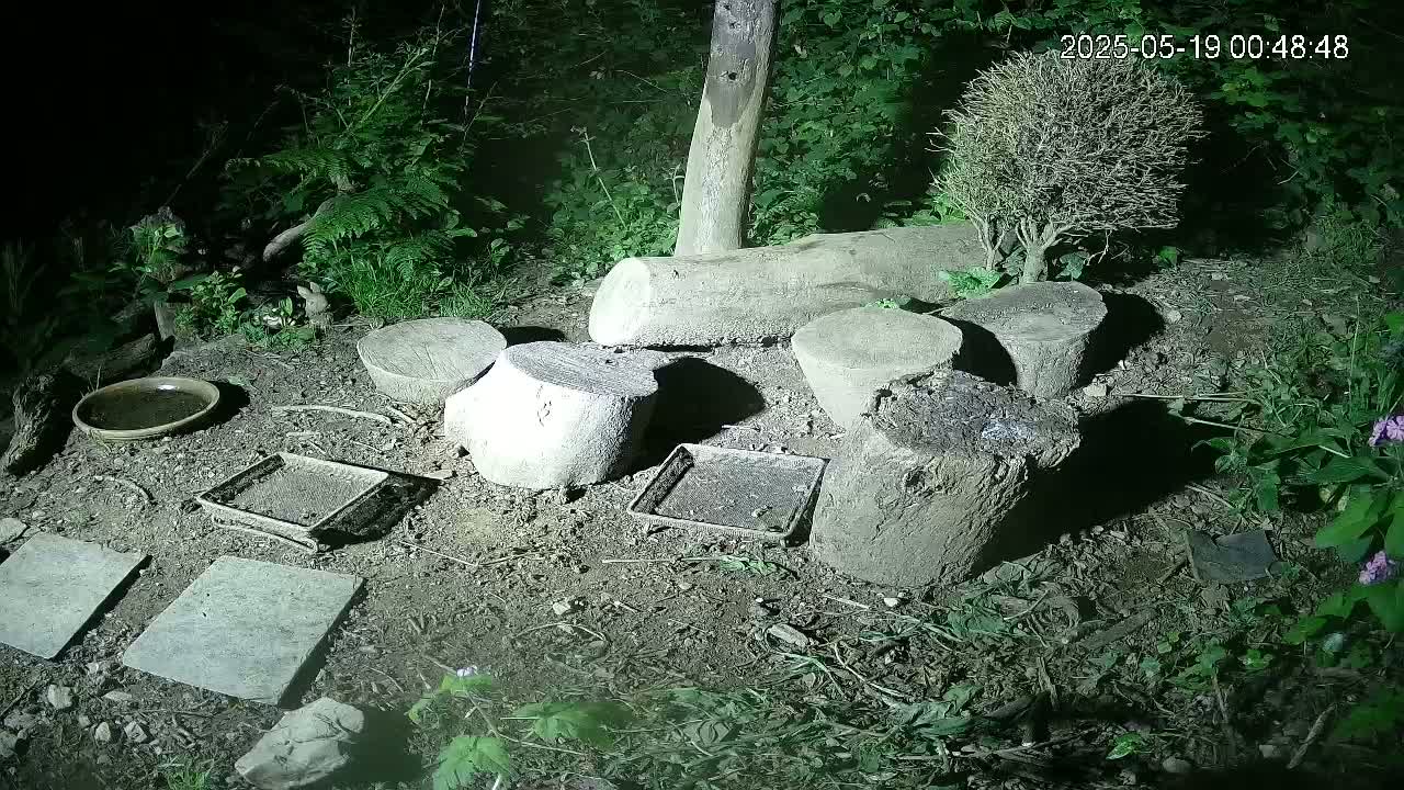 Cornwall, Badgers Watching Pigeon Feeder Live Cam -  Helston, Cornwall, South West, England, United Kingdom