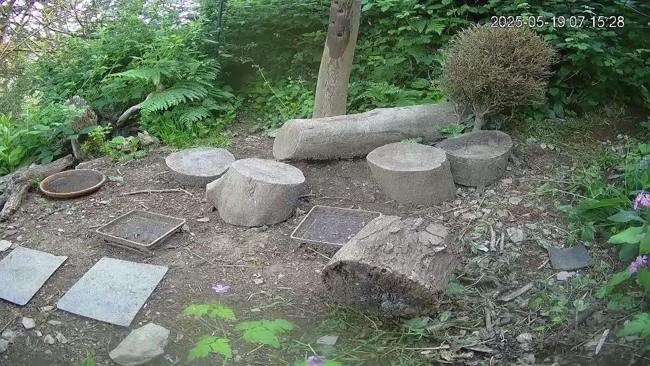 Cornwall, Badgers Watching Pigeon Feeder Live Cam -  Helston, Cornwall, South West, England, United Kingdom