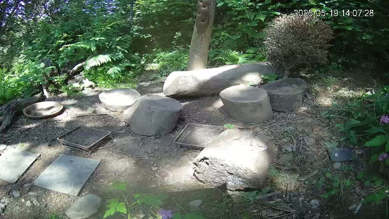 Several tree stump sections and logs are arranged on the ground in a wooded area on a sunny day, surrounded by small, flat stones, shallow dishes, and trays.