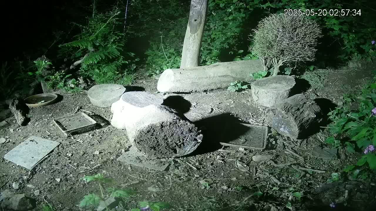 Cornwall, Badgers Watching Pigeon Feeder Live Cam -  Helston, Cornwall, South West, England, United Kingdom