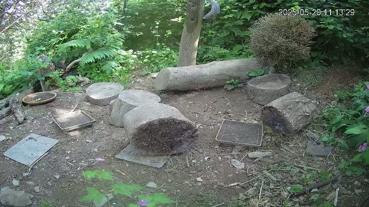 Several grey tree stumps and flat stones are arranged on the ground in a wooded area under sunny conditions, with small plants and a shallow dish also present.