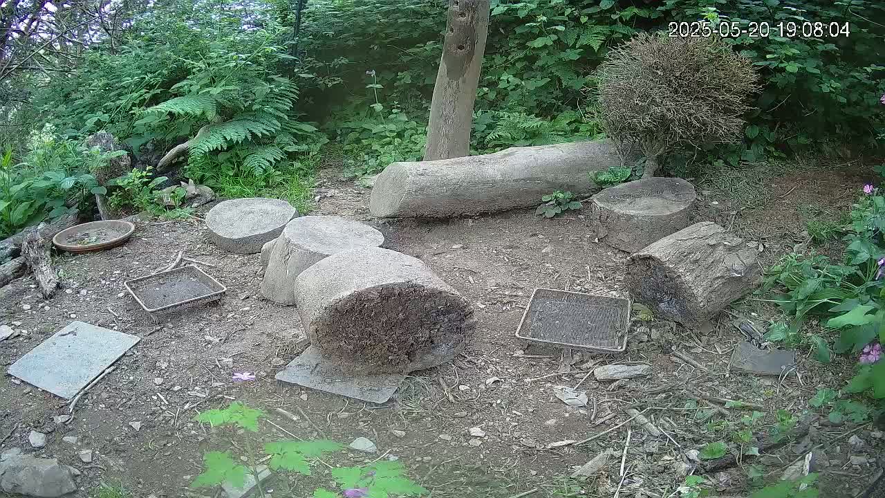 Cornwall, Badgers Watching Pigeon Feeder Live Cam -  Helston, Cornwall, South West, England, United Kingdom