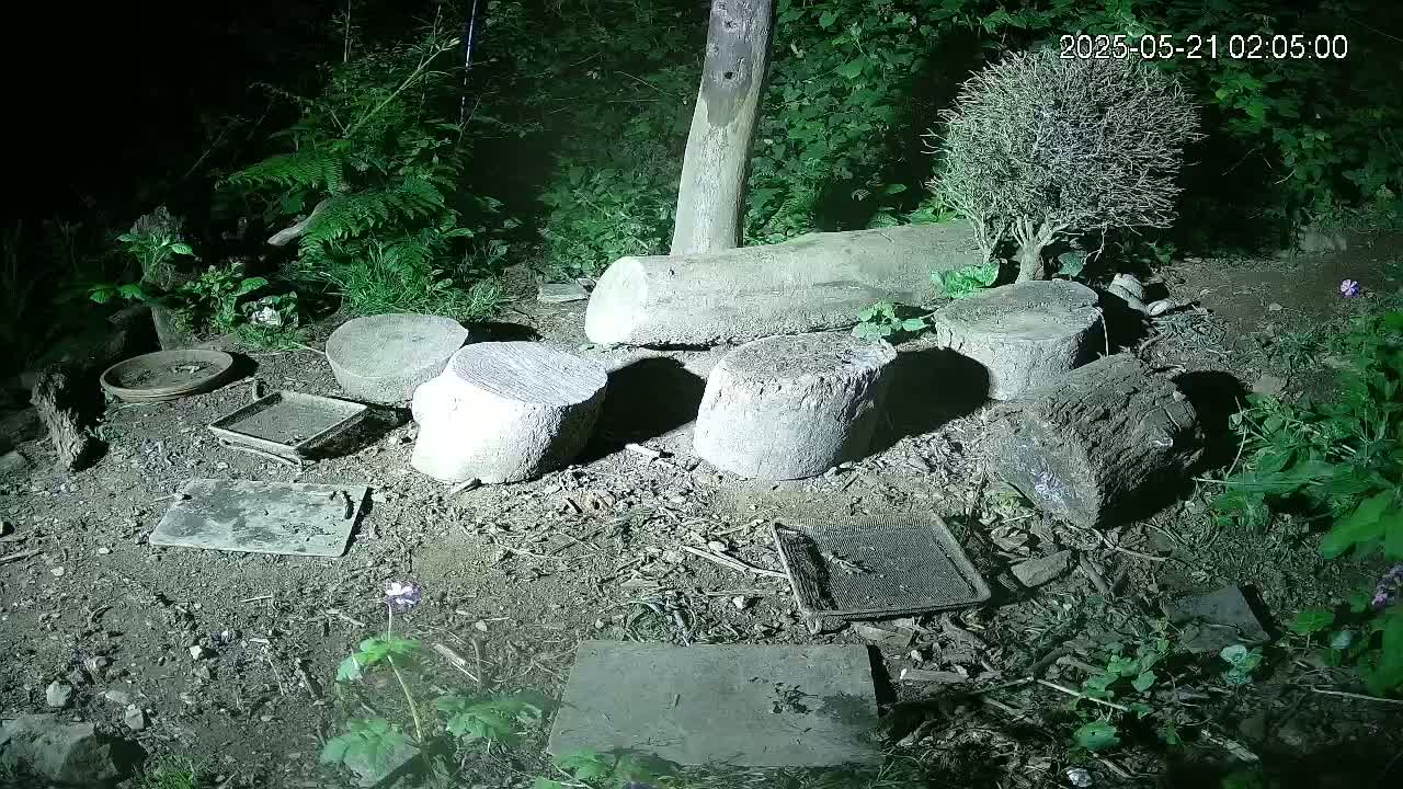 Cornwall, Badgers Watching Pigeon Feeder Live Cam -  Helston, Cornwall, South West, England, United Kingdom