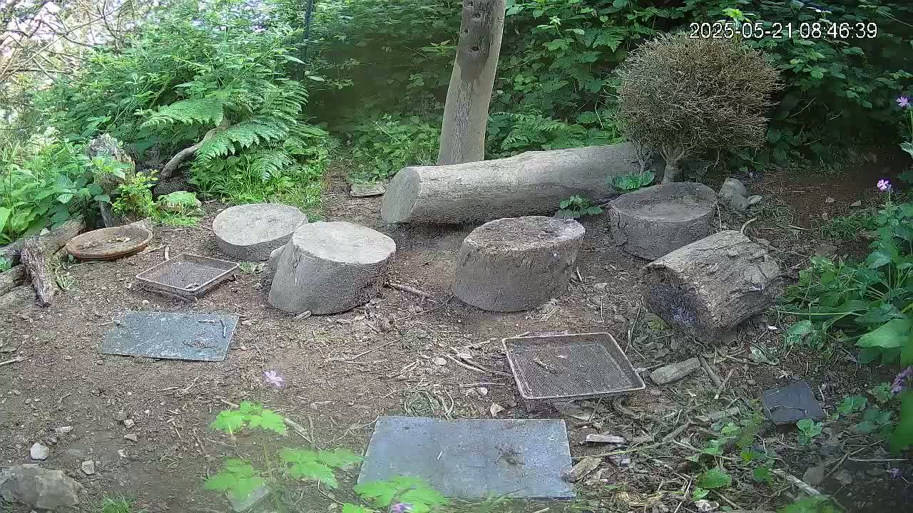 Several cut logs and flat stones are scattered on the ground amidst lush green vegetation in a wooded area.