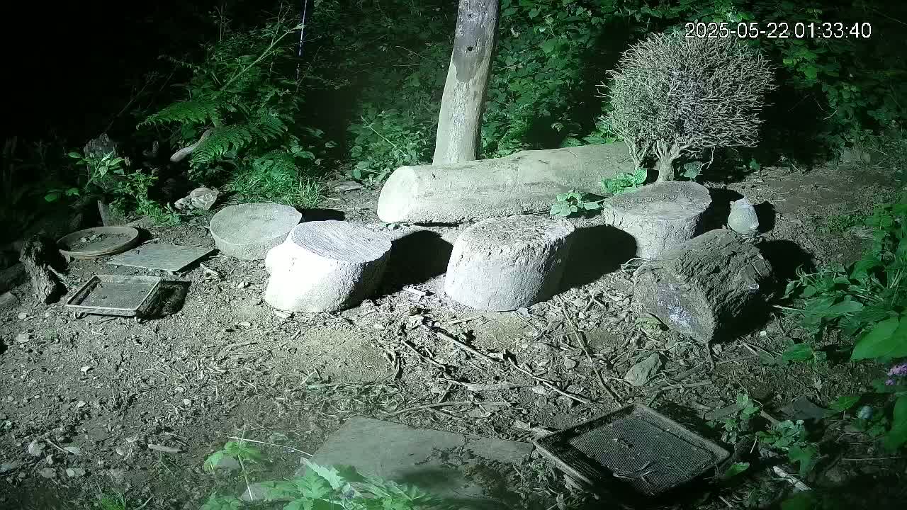 At night, several cut logs and flat stones are arranged on the ground among green plants and small trees under a dark sky.