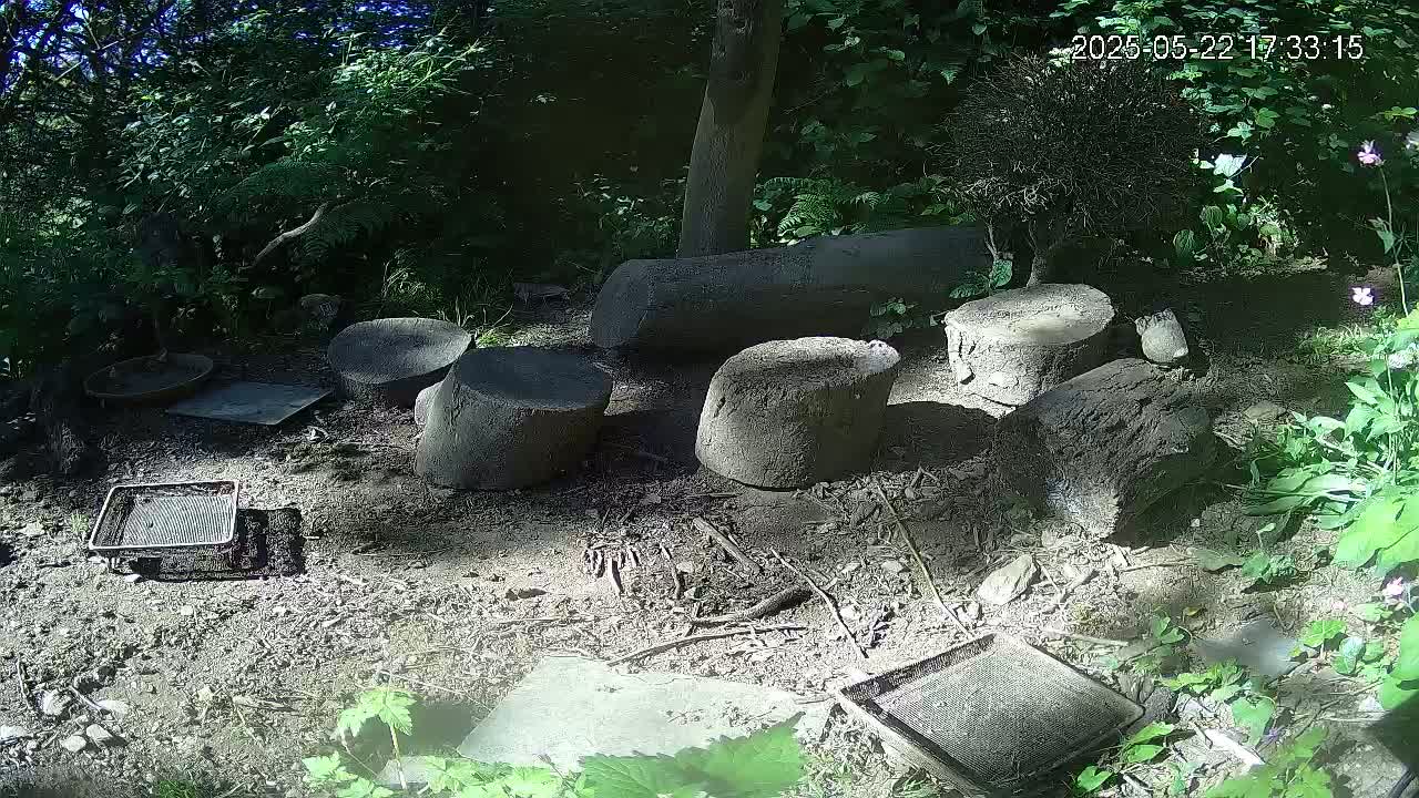 Several tree stumps and logs are arranged on the ground in a shady wooded area under mostly sunny conditions.