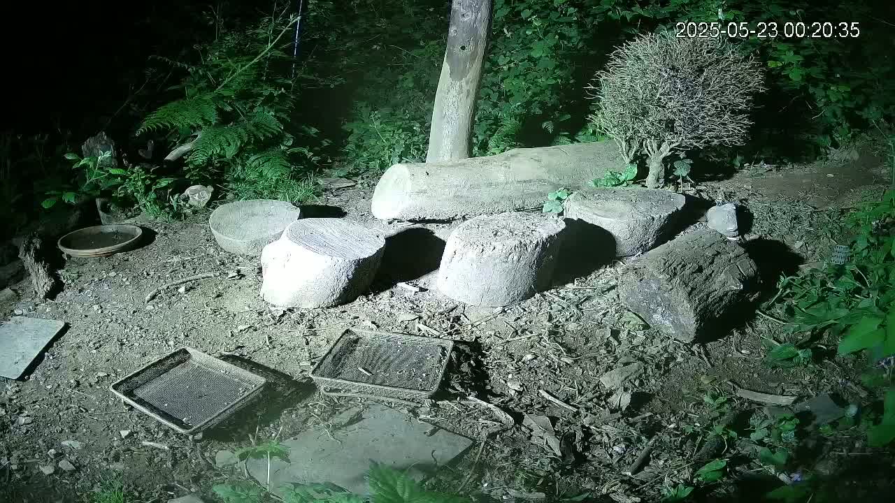 At night, several tree stumps and rocks are scattered on the ground, surrounded by low-lying vegetation and a few small containers.