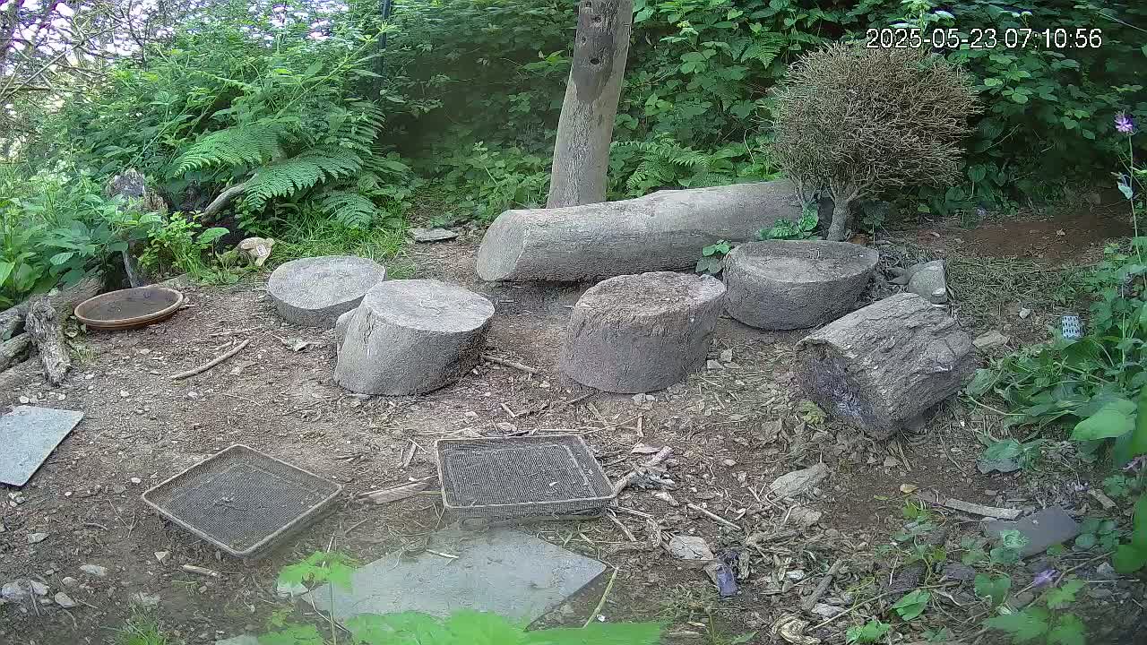 Cornwall, Badgers Watching Pigeon Feeder Live Cam -  Helston, Cornwall, South West, England, United Kingdom