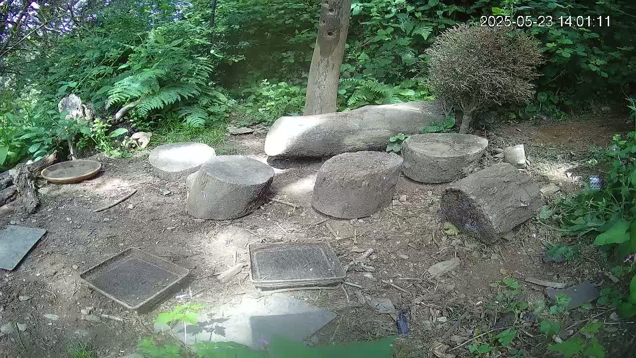 Several tree stumps and other items are arranged on the ground in a wooded area under dappled sunlight.