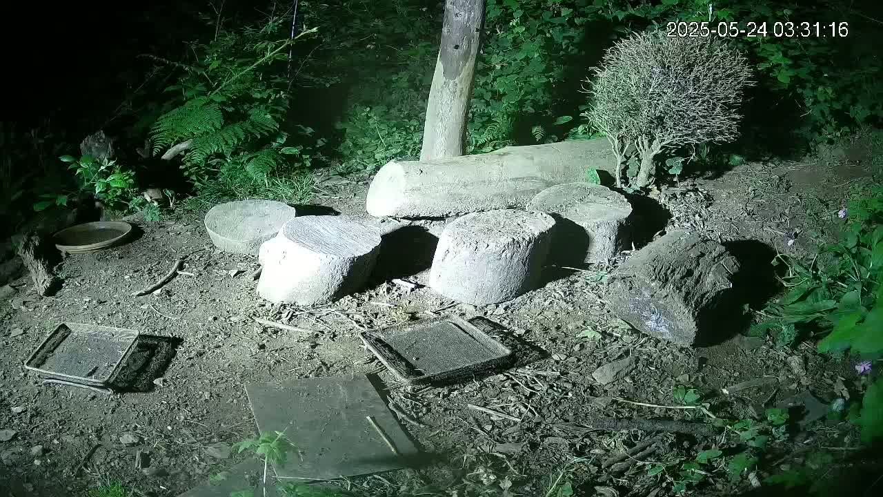 Cornwall, Badgers Watching Pigeon Feeder Live Cam -  Helston, Cornwall, South West, England, United Kingdom
