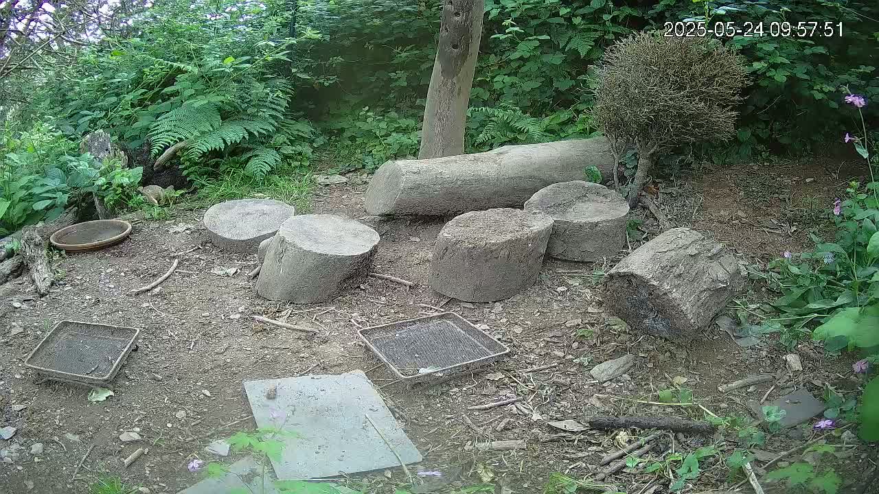Several tree stumps and a shallow dish are arranged on the ground in a wooded area, surrounded by green plants and a small, dried shrub.